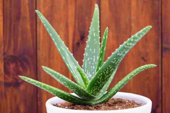 Aloe vera plant flowering