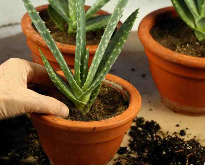 Aloe vera plant flowering